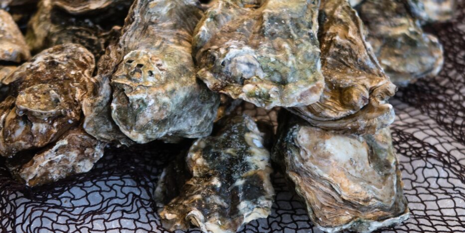Oysters, New York Harbor, BoroBeat.NYC, BoroBeatNYC, BBNYC, Pixabay