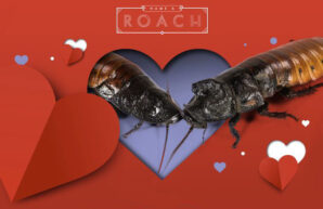 Valentines Day: Bronx Zoo; Bronx: New York: NYC; BoroBeat; BBNYC